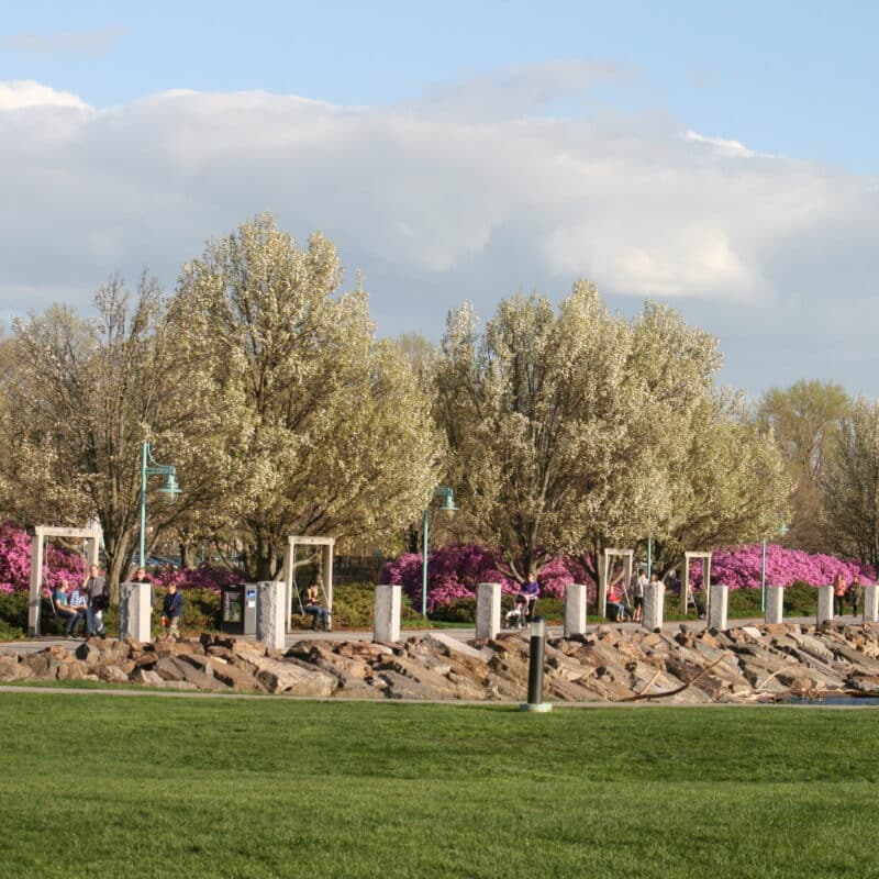 People strolling along a lakeside park with blooming white blossoms on trees, pink flowering shrubs, and a rocky shore under a blue sky with clouds.